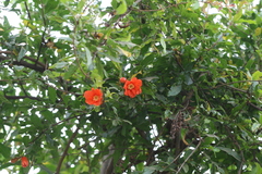 Punica granatum